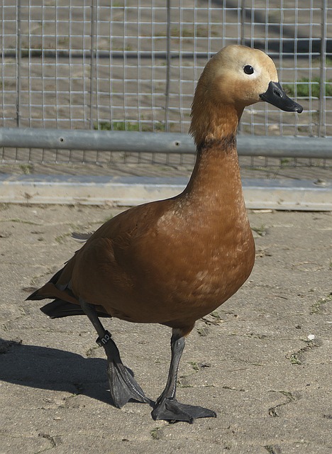 备历史影响